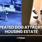 Repeated dog attacks in Bangkok raises pet safety concerns | Thaiger