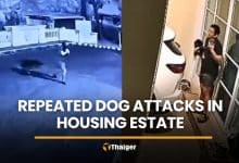 Repeated dog attacks in Bangkok raises pet safety concerns | Thaiger
