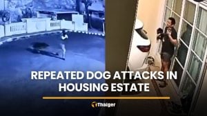 Repeated dog attacks in Bangkok raises pet safety concerns | Thaiger