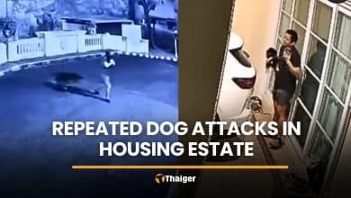 Repeated dog attacks in Bangkok raises pet safety concerns | Thaiger