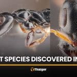 Researchers uncover new ant species in Trang rubber plantation | Thaiger
