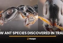 Researchers uncover new ant species in Trang rubber plantation | Thaiger