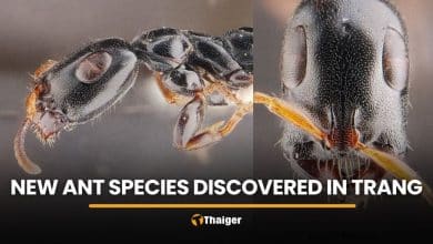 Researchers uncover new ant species in Trang rubber plantation | Thaiger