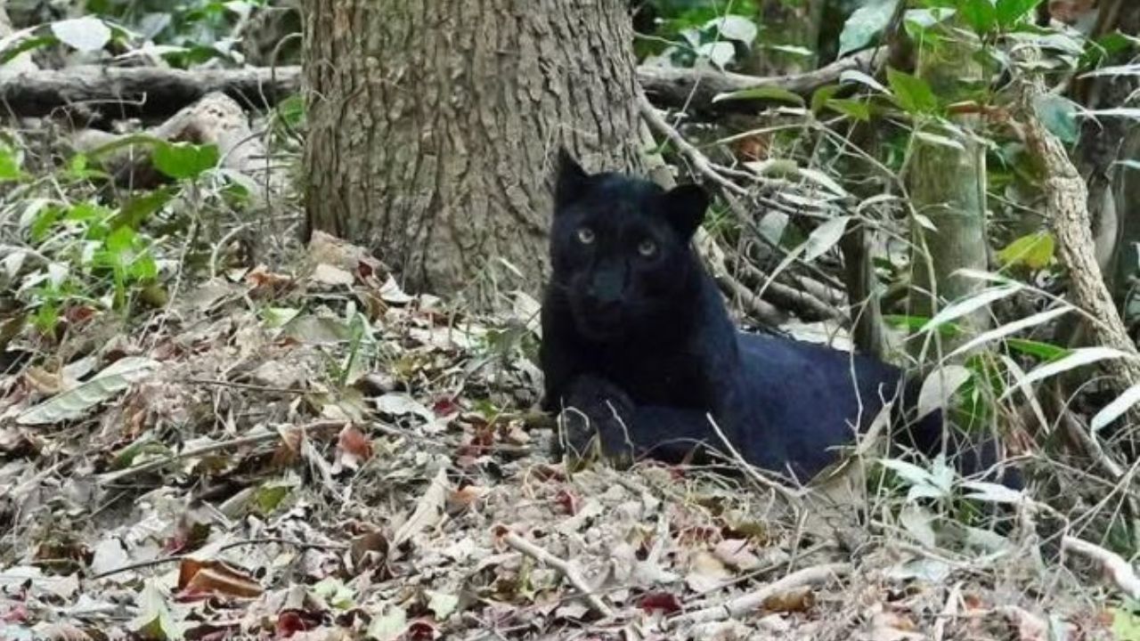 Black panther and Asiatic black bear with cub spotted in Kaeng Krachan National Park