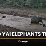 Camera captures wild elephants enjoying water in Khao Yai | Thaiger