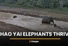 Camera captures wild elephants enjoying water in Khao Yai | Thaiger