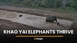 Camera captures wild elephants enjoying water in Khao Yai | Thaiger