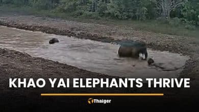 Camera captures wild elephants enjoying water in Khao Yai | Thaiger