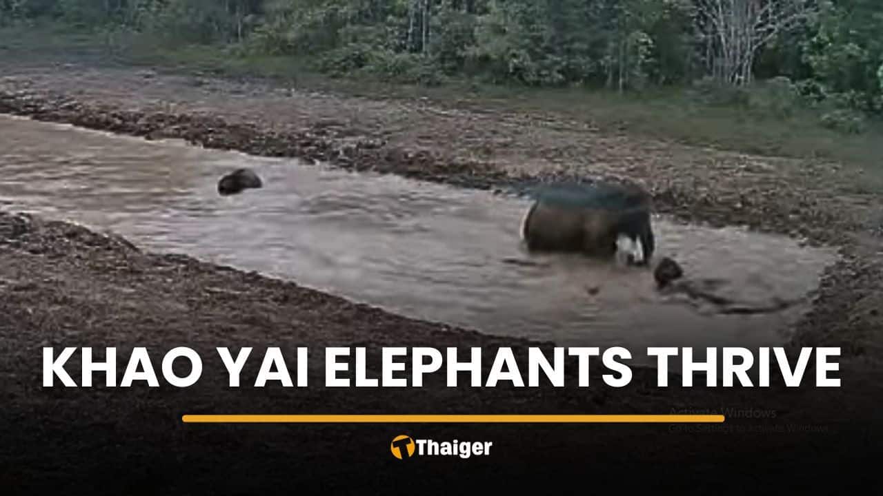 Camera captures wild elephants enjoying water in Khao Yai | Thaiger