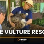 Himalayan vulture crash-lands in Tak during migration | Thaiger