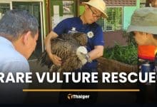 Himalayan vulture crash-lands in Tak during migration | Thaiger