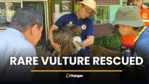 Himalayan vulture crash-lands in Tak during migration | Thaiger