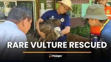 Himalayan vulture crash-lands in Tak during migration | Thaiger