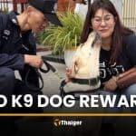 Hero K9 dog rewarded after quick Hua Hin murder arrest | Thaiger