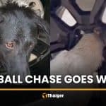 Meatball chase goes wrong as dog gets stuck in car rim | Thaiger