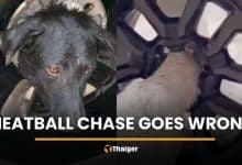 Meatball chase goes wrong as dog gets stuck in car rim | Thaiger