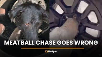 Meatball chase goes wrong as dog gets stuck in car rim | Thaiger