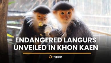 Khon Kaen Zoo unveils endangered red-shanked douc langur | Thaiger