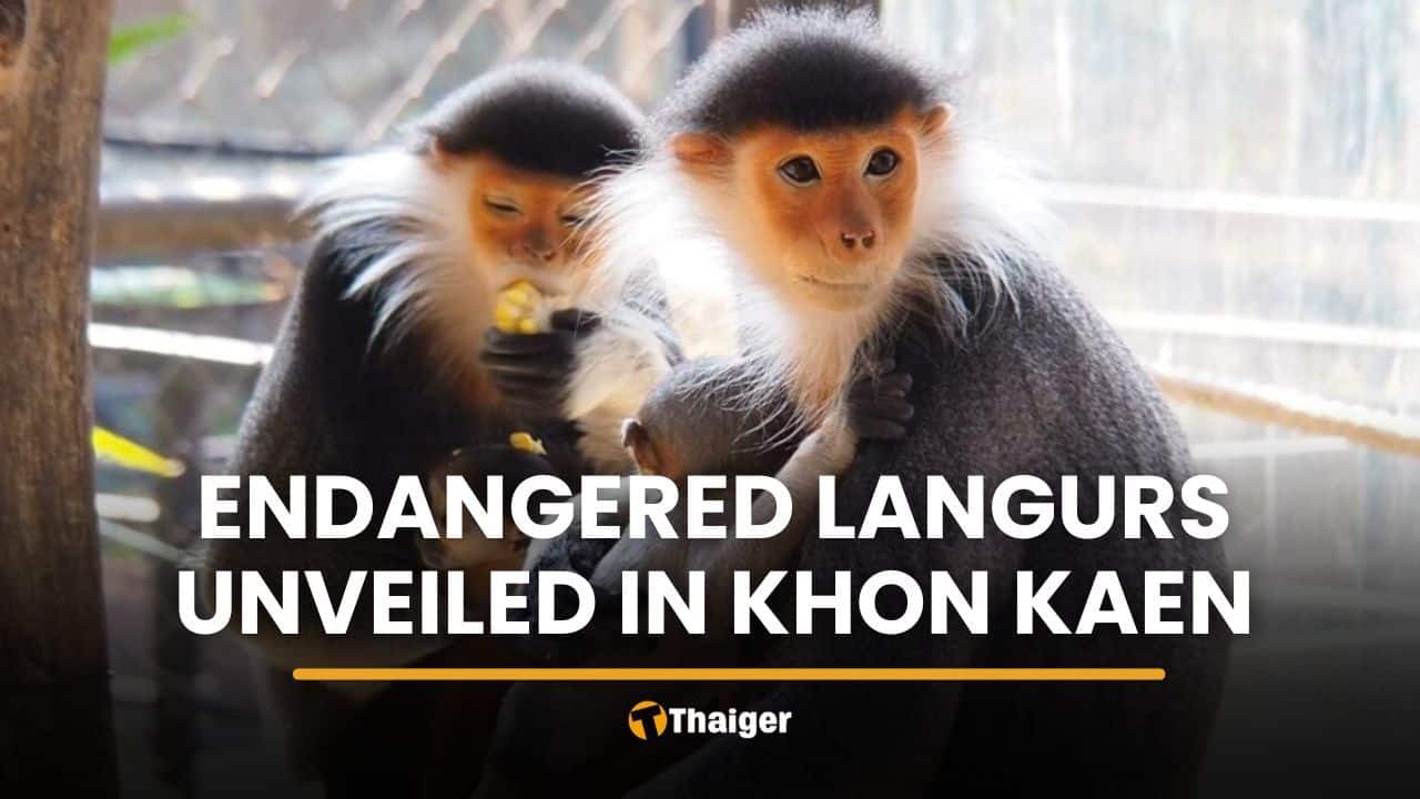Khon Kaen Zoo unveils endangered red-shanked douc langur | Thaiger