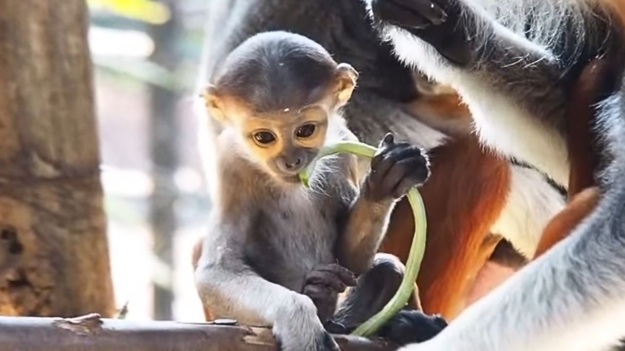 Newborn red-shanked douc langur at Khon Kaen Zoo