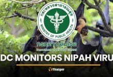Thailand monitors Nipah virus threat following Indian outbreak | Thaiger
