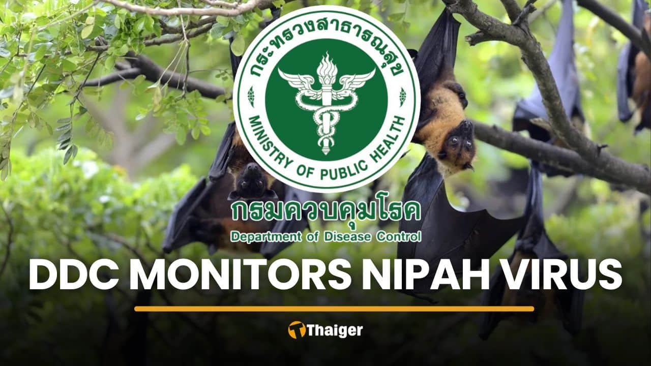 Thailand monitors Nipah virus threat following Indian outbreak | Thaiger