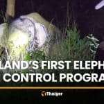 Thailand launches first elephant birth control programme in Trat | Thaiger