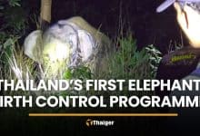Thailand launches first elephant birth control programme in Trat | Thaiger