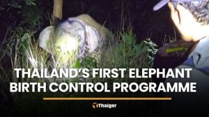 Thailand launches first elephant birth control programme in Trat | Thaiger