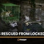 20 starving cats rescued from locked room in Nonthaburi | Thaiger