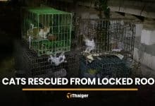 20 starving cats rescued from locked room in Nonthaburi | Thaiger
