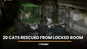 20 starving cats rescued from locked room in Nonthaburi | Thaiger