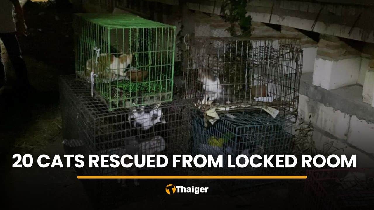 20 starving cats rescued from locked room in Nonthaburi | Thaiger