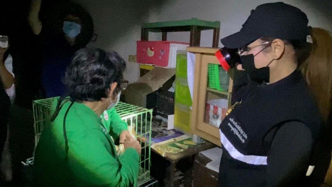 Animal rescue team removing malnourished cats from a locked rental room in Nonthaburi