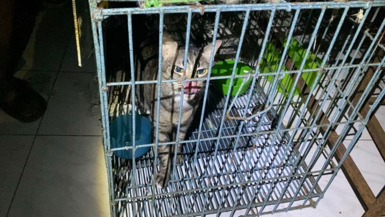 Animal rescue team removing malnourished cats from a locked rental room in Nonthaburi