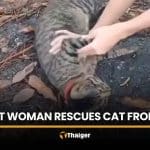 Pregnant woman saves pet cat from python in Nakhon Nayok | Thaiger