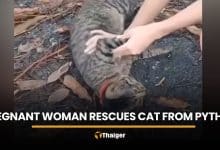 Pregnant woman saves pet cat from python in Nakhon Nayok | Thaiger