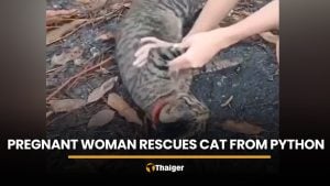 Pregnant woman saves pet cat from python in Nakhon Nayok | Thaiger