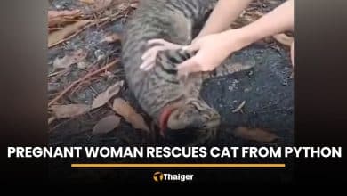 Pregnant woman saves pet cat from python in Nakhon Nayok | Thaiger