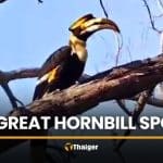 Rare great hornbill surprises staff near Khao Yai National Park | Thaiger