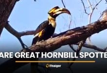 Rare great hornbill surprises staff near Khao Yai National Park | Thaiger