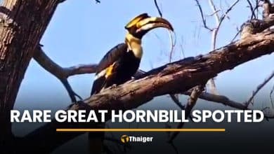 Rare great hornbill surprises staff near Khao Yai National Park | Thaiger
