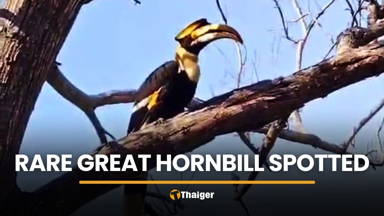 Rare great hornbill surprises staff near Khao Yai National Park | Thaiger