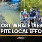 Stranded whale dies in Satun despite rescue attempts from locals | Thaiger