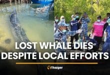 Stranded whale dies in Satun despite rescue attempts from locals | Thaiger