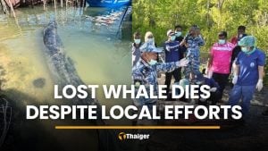 Stranded whale dies in Satun despite rescue attempts from locals | Thaiger