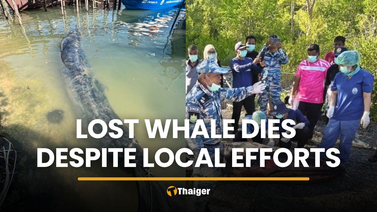 Stranded whale dies in Satun despite rescue attempts from locals | Thaiger