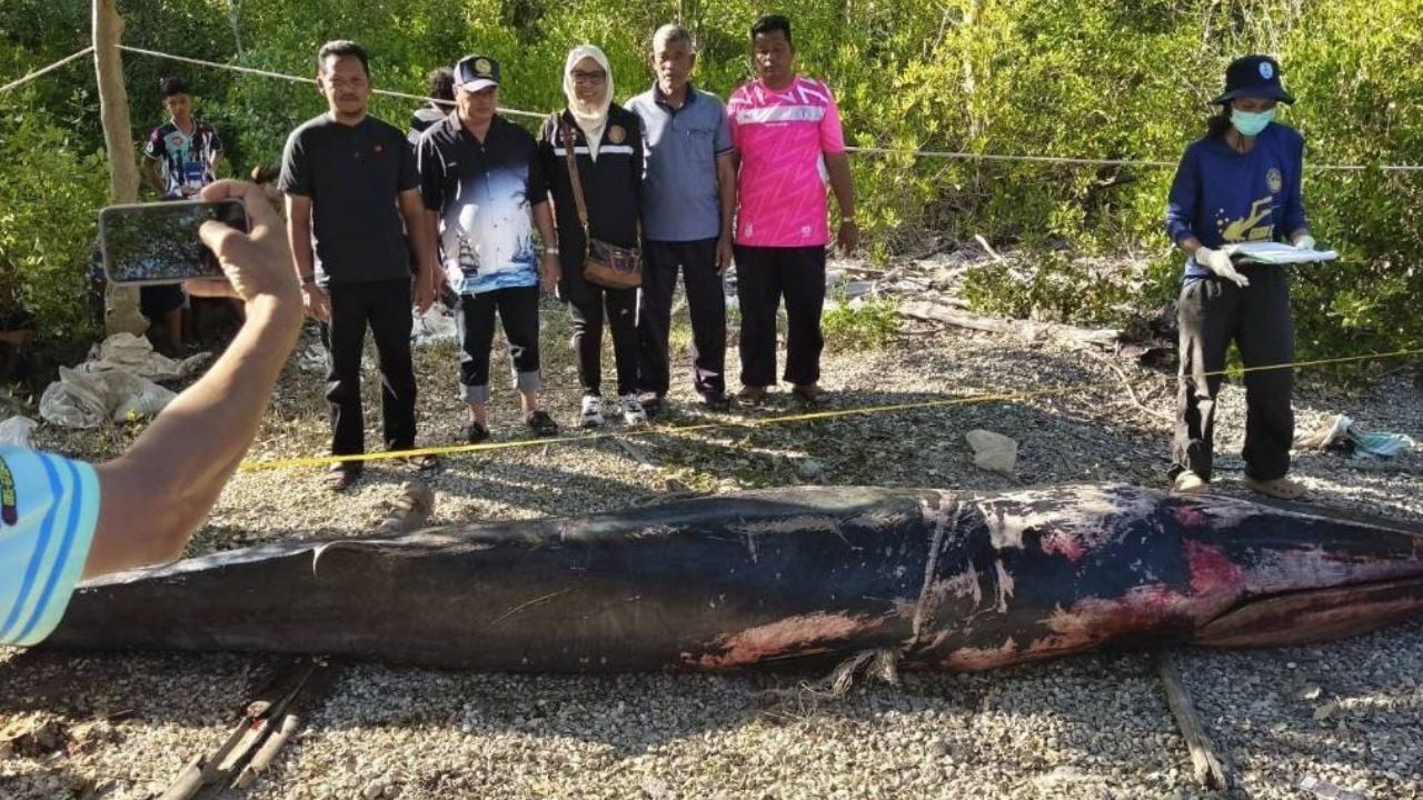 Villagers gather near a stranded whale in shallow waters in Satun
