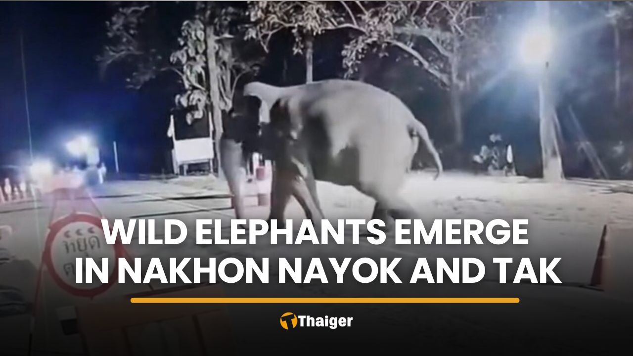 Wild elephants alarm locals and campers in Nakhon Nayok and Tak | Thaiger