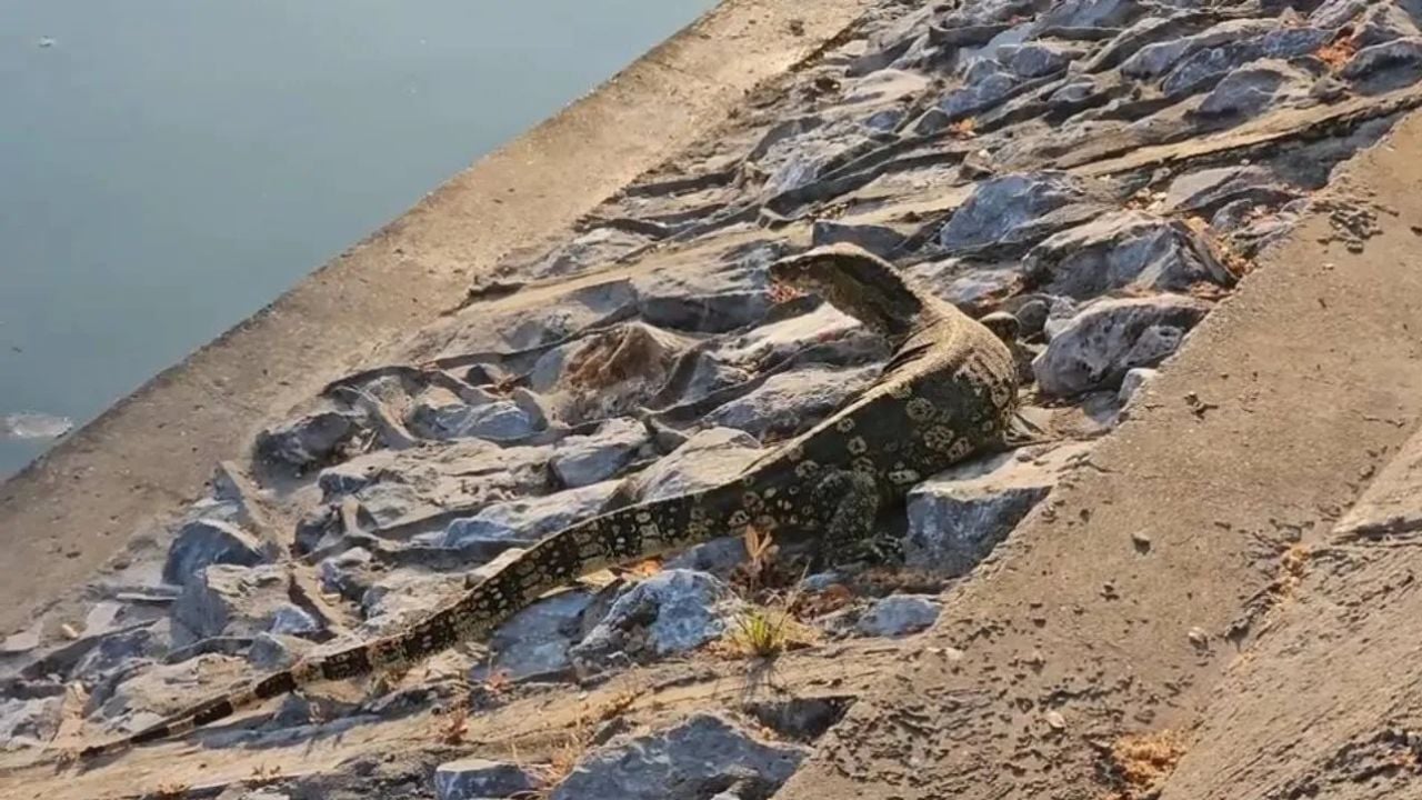 Người dân thành phố lo lắng vì kỳ đà nước khổng lồ xâm chiếm - Ảnh 1.